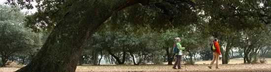 The Oak Trees of the River Vero valley